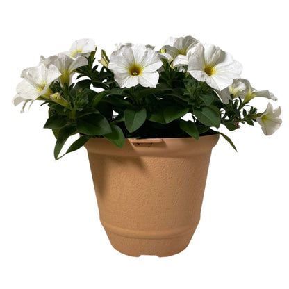 Supercal Pearl White - 8" Container