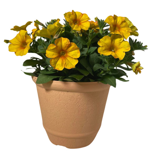 Supercal Sunset Orange - 8"