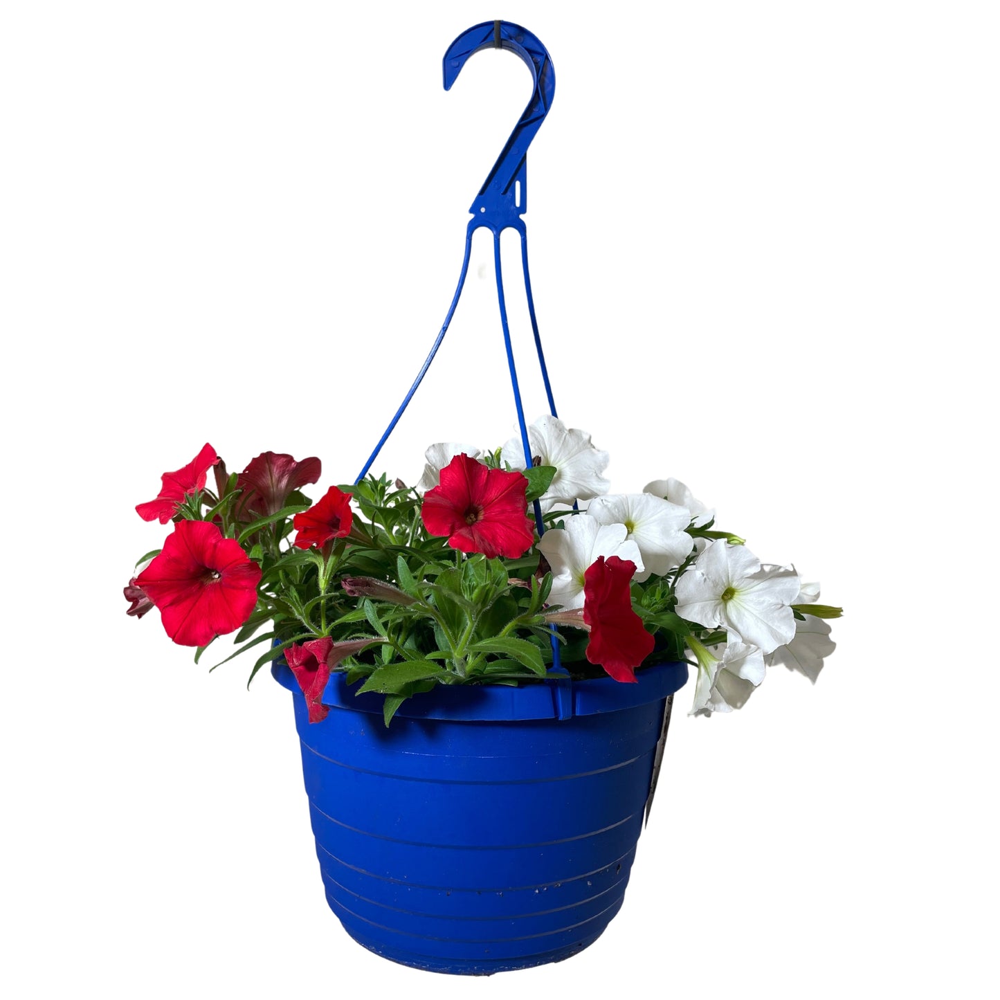 Petunia Wave Red & White - 10"