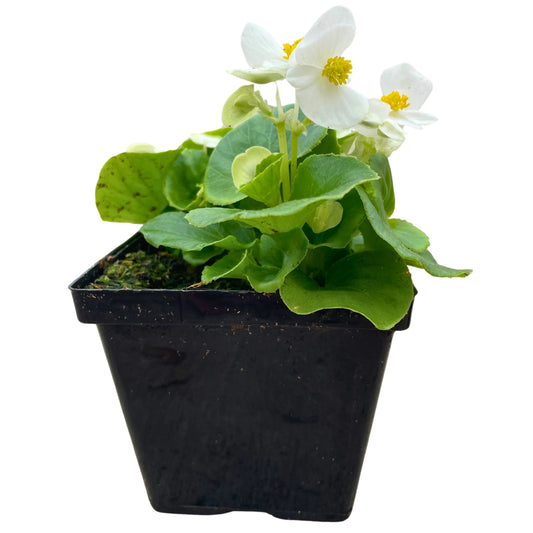 Begonia Green Leaf White - 4.5"