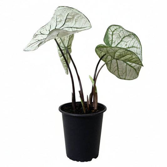 Caladium White - 4.5" Pot