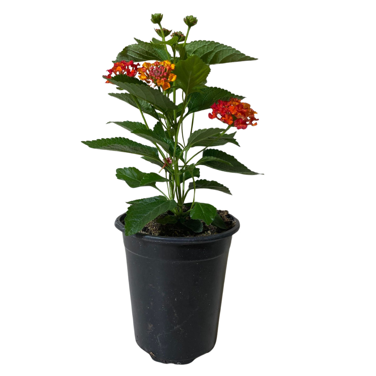 QT Lantana
