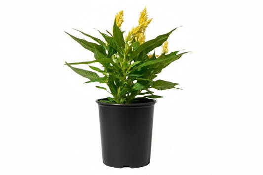 Celosia Yellow - 8"