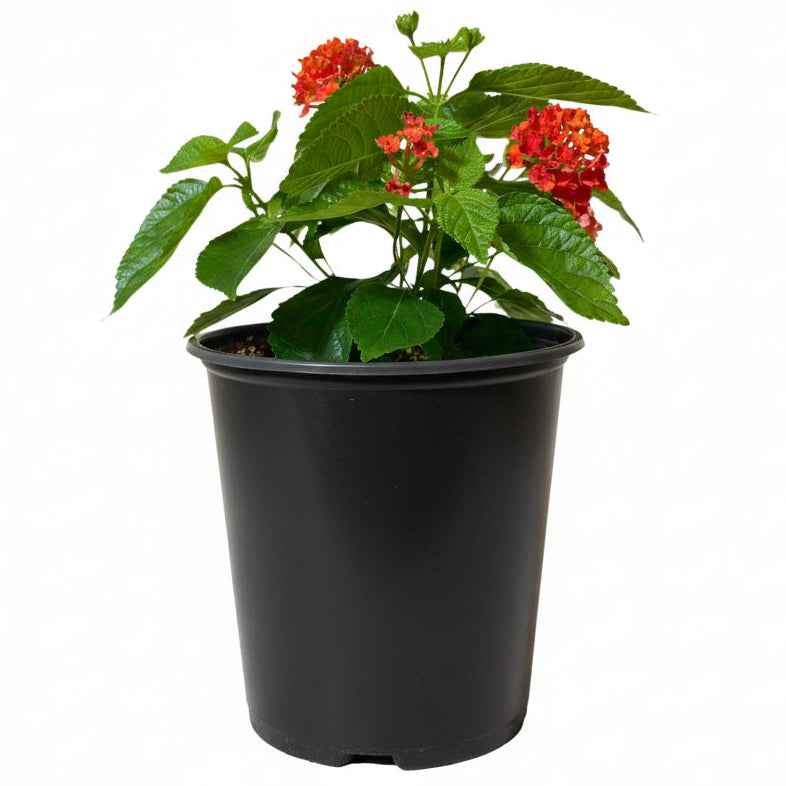 Lantana - 8" Container