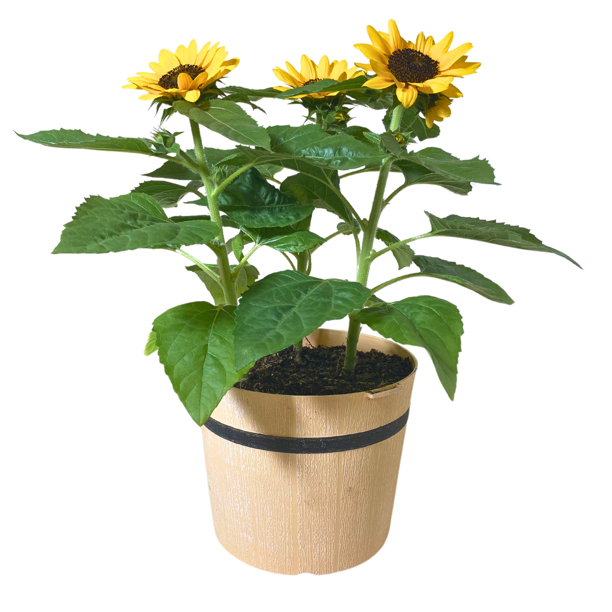 Sunflower - 8"
