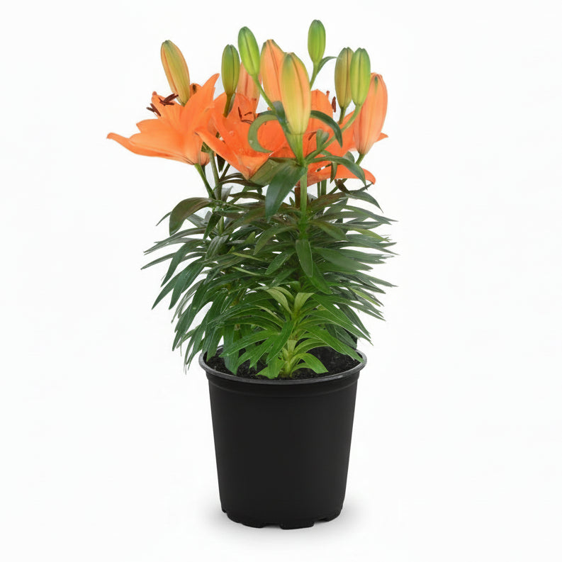 Asiatic Lily Tiny Moon - 8"