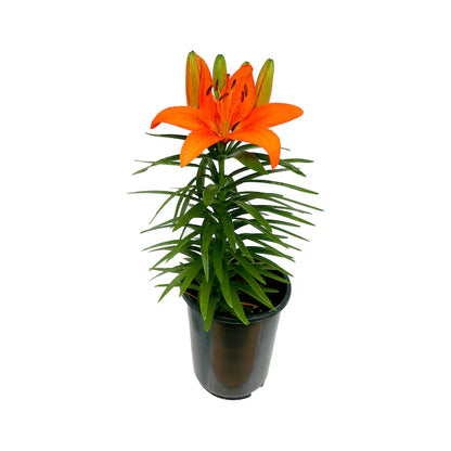 Asiatic Lily Tiny Invader - 8"