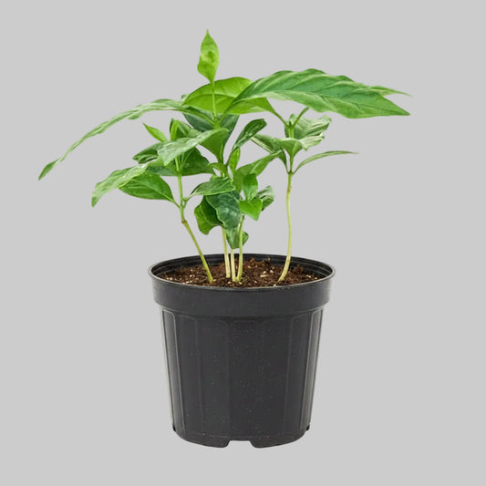 Coffee Plant - 4.0"