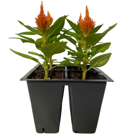 Celosia Orange - 4PK