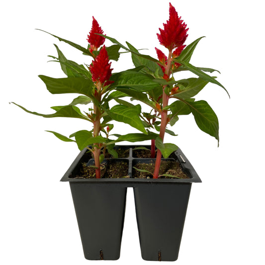 Celosia Red - 4PK