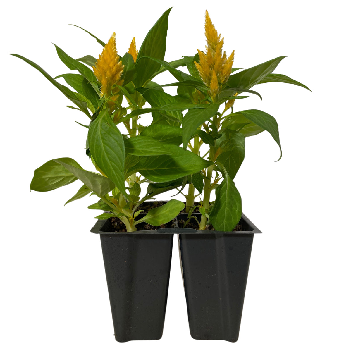 Celosia Yellow - 4PK