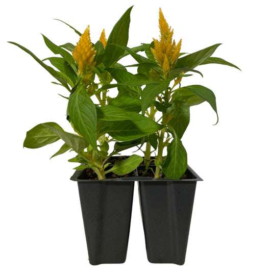 Celosia Yellow - 4PK
