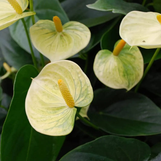 Anthurium Yellow - 4.0"