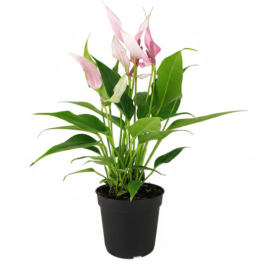 Anthurium Lilli - 4"