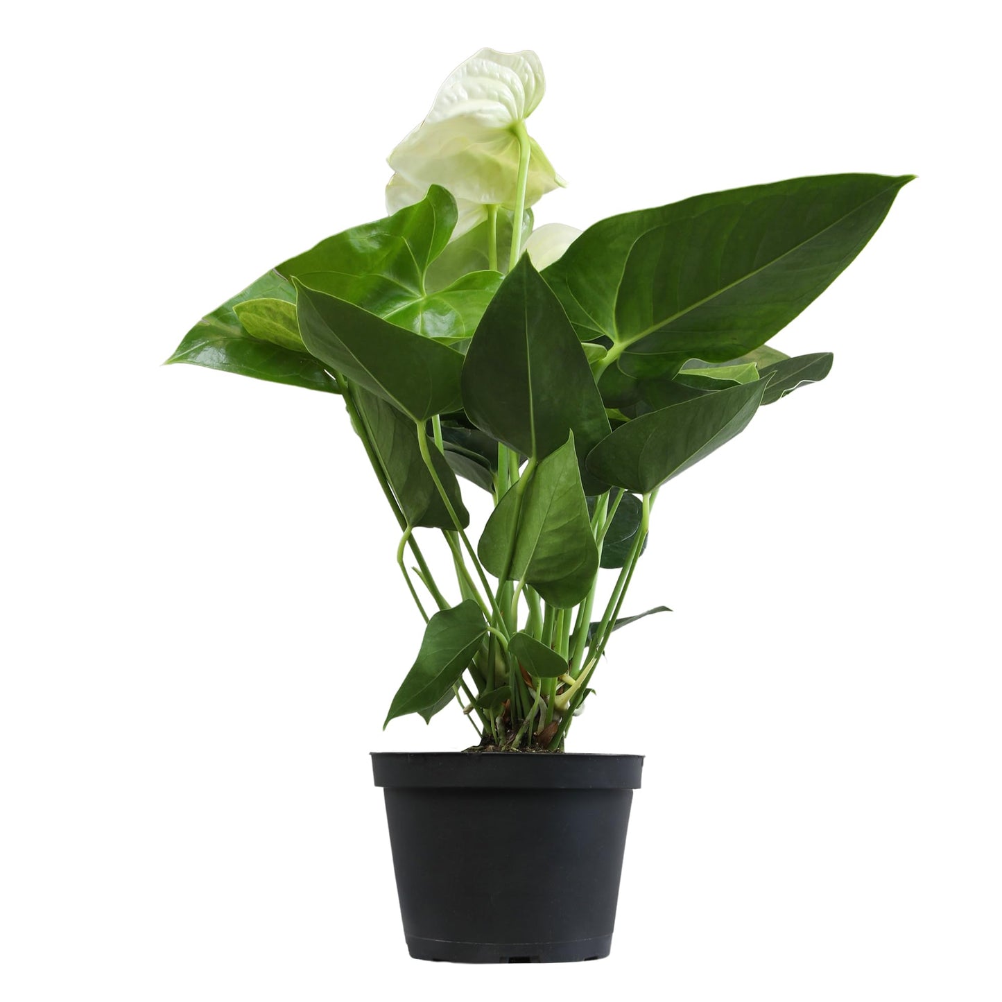 Anthurium White - 6"