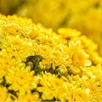 Mum Yellow - 8.0" Pot