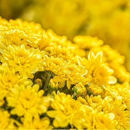 Mum Yellow - 8.0" Pot