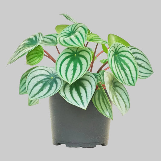 Peperomia Watermelon - 6.0"