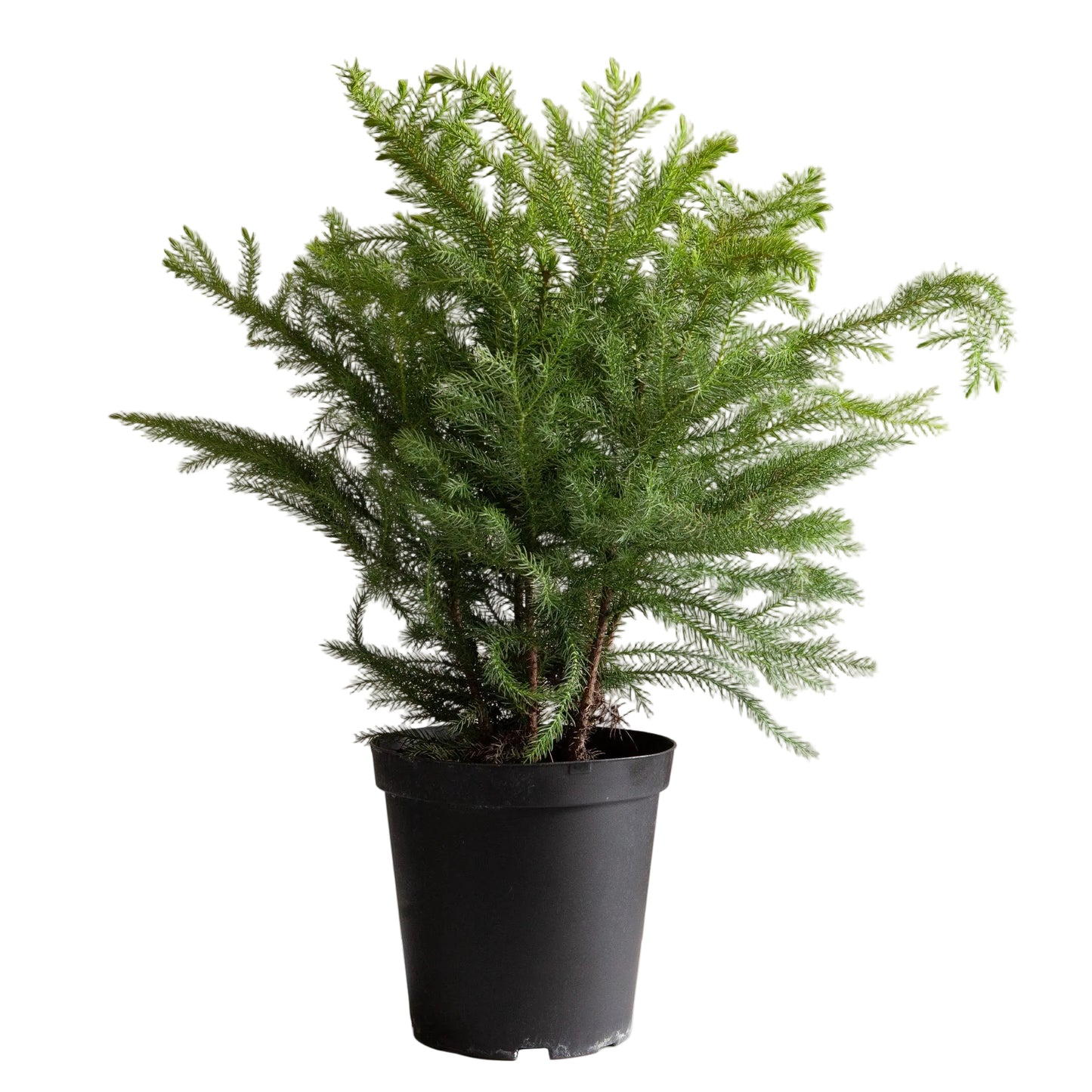 Norfolk Island Pine - 6"
