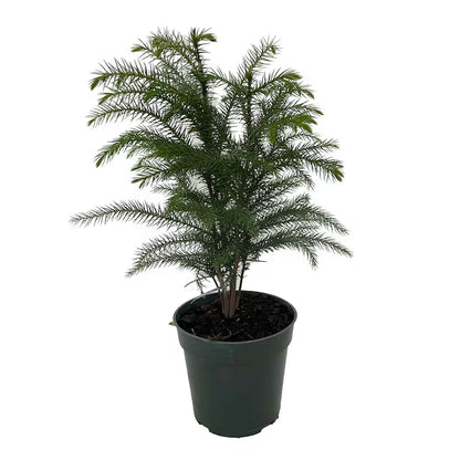 Norfolk Island Pine - 4"