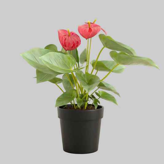 Anthurium Red - 4.0"