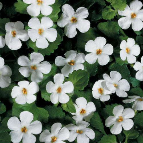 Bacopa Giant Snowflake - 4.5"