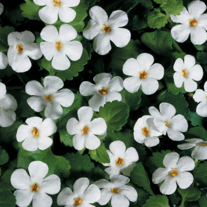 Bacopa Giant Snowflake - 4.5"