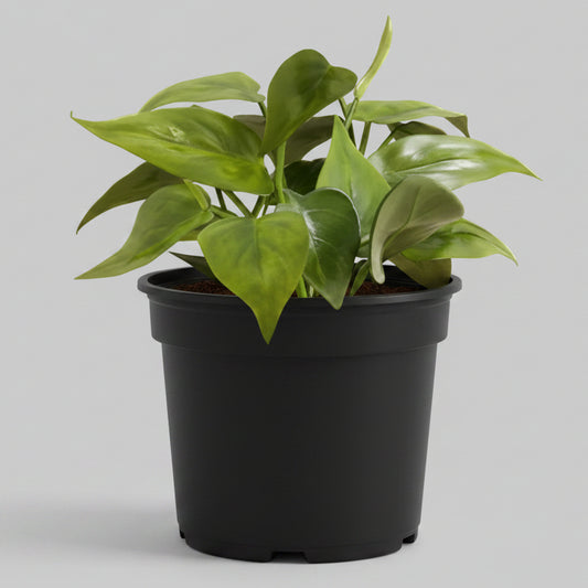Heartleaf Philodendron - 4.0"