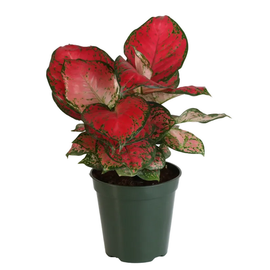 Aglaonema Wishes - 6"