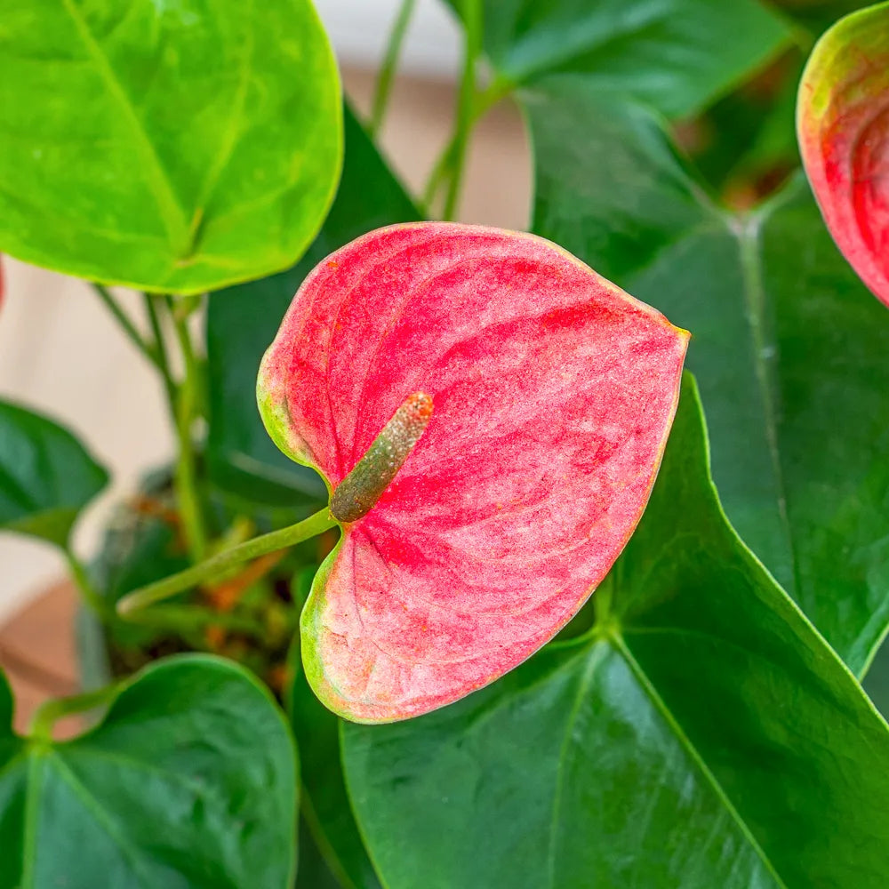Anthurium Sweet Dream - 4.0"