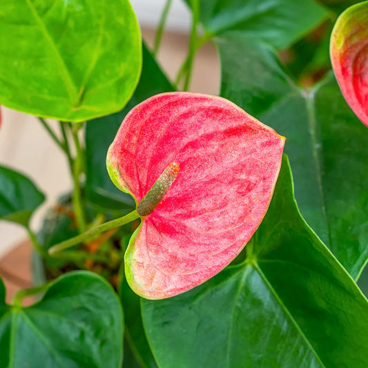 Anthurium Sweet Dream - 4.0"