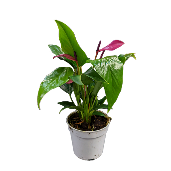 Anthurium Zizou - 4"