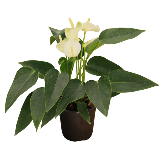 Anthurium White - 4"