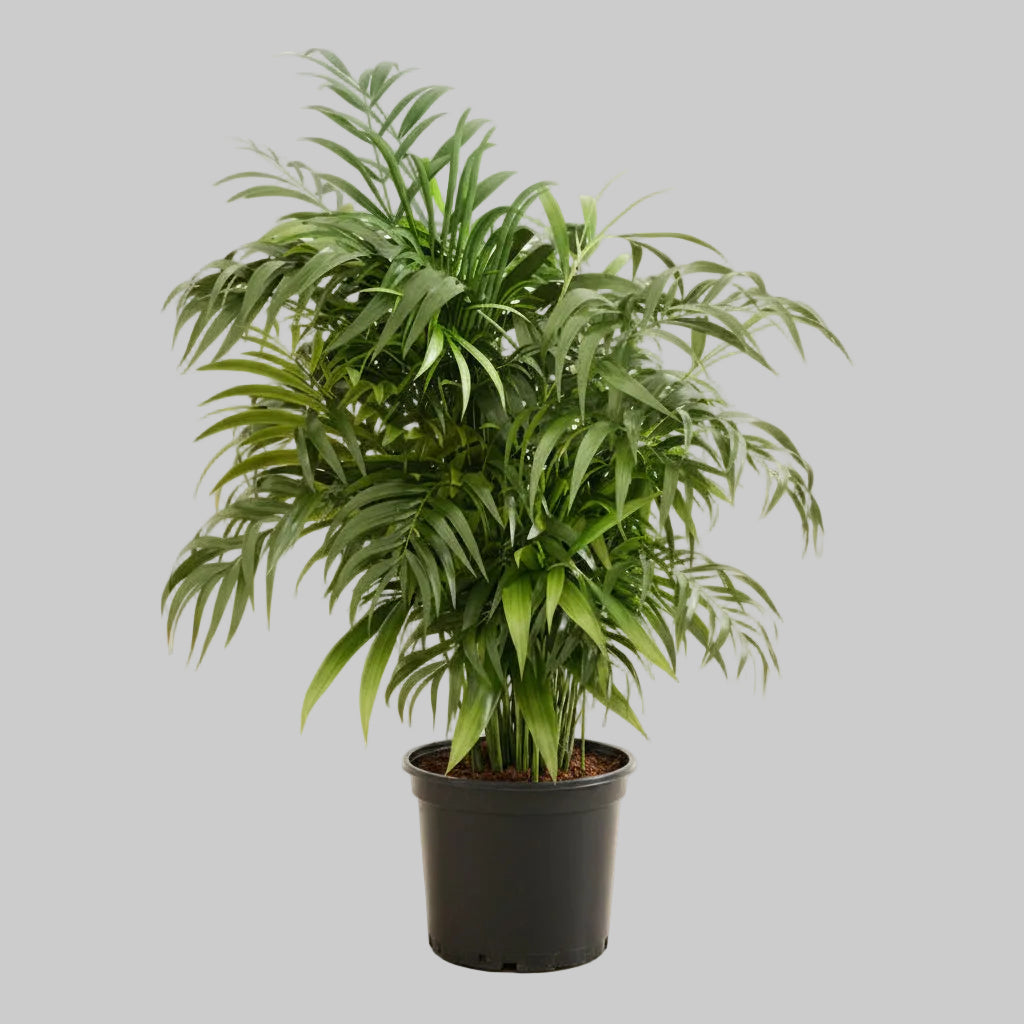 Bamboo Palm - 10"