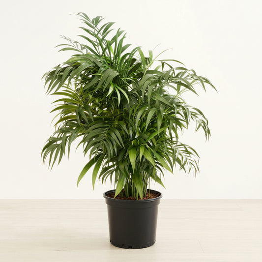 Bamboo Palm - 10"