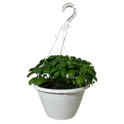 1.5G Basil HB