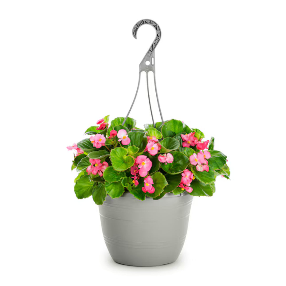 Begonia Deep Pink GL - 10" Basic HB