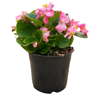 1.25QT Begonia-Pink GL