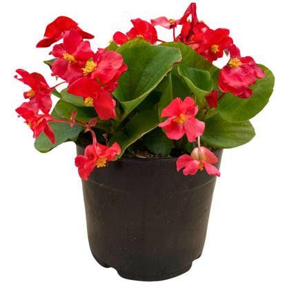 1.25QT Begonia-Scarlet GL