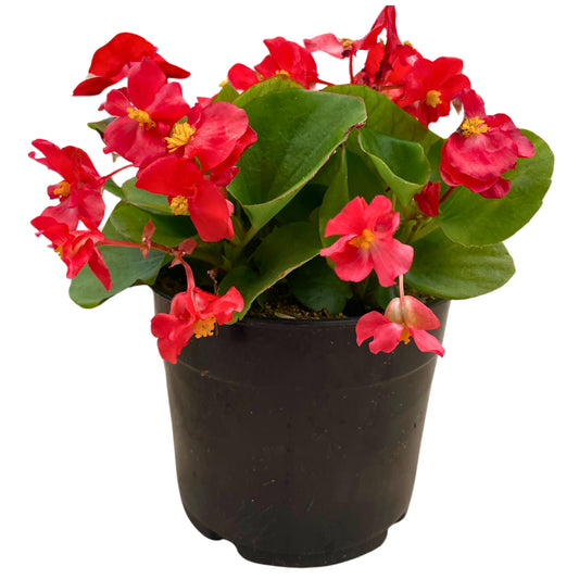 1.25QT Begonia-Red GL