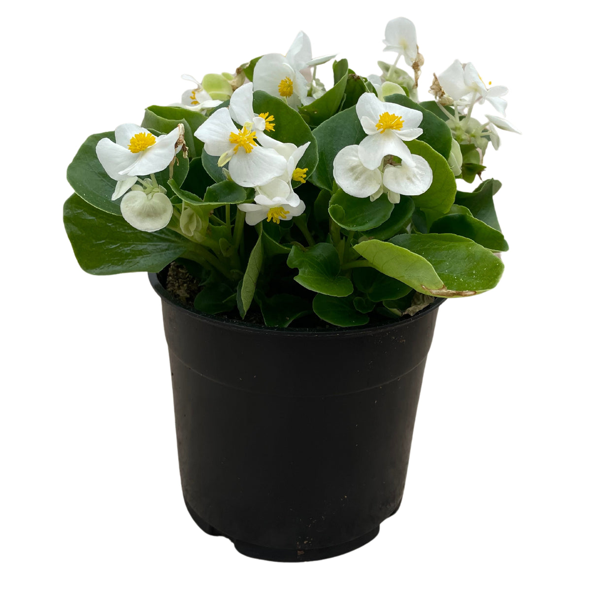 1.25QT Begonia-White GL