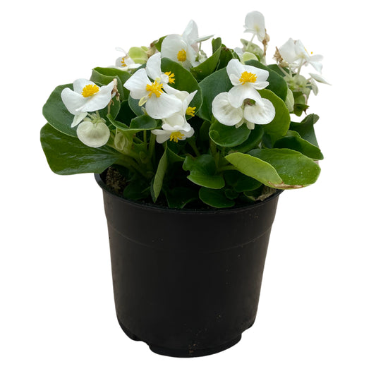 1.25QT Begonia-White GL