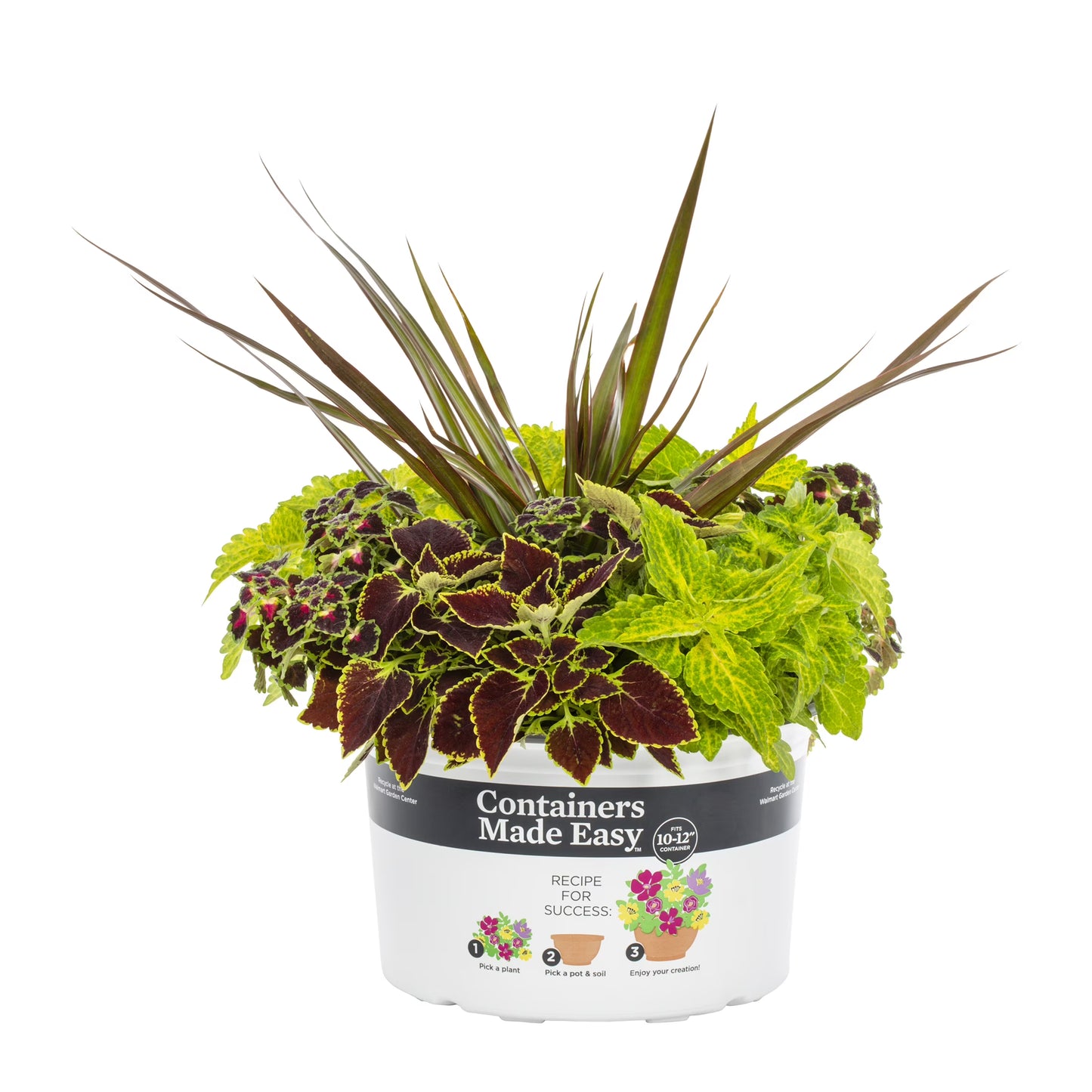 Coleus Combo 2 - 10"