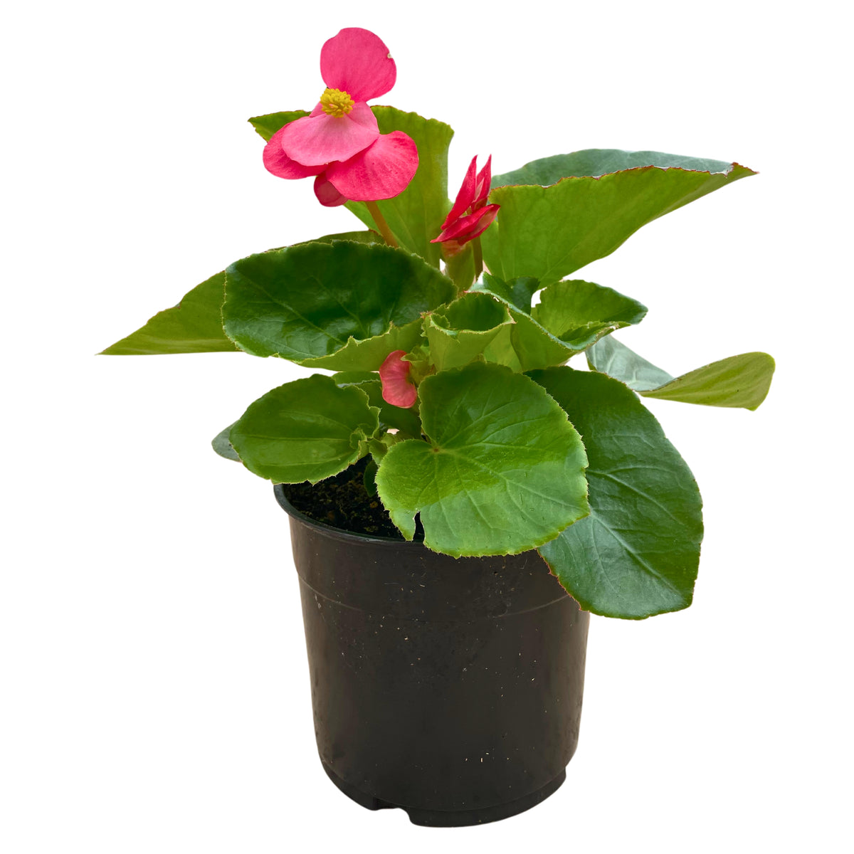 1.25QT Big Begonia-Rose