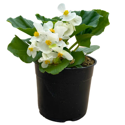 1.25QT Big Begonia-White