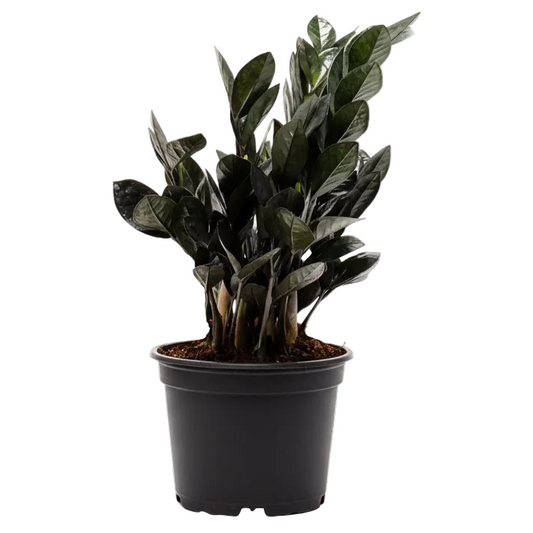 ZZ Plant Black - 4"