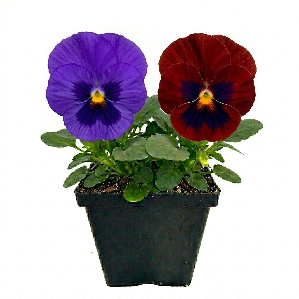 Pansy Blotch Mix - 4.5"