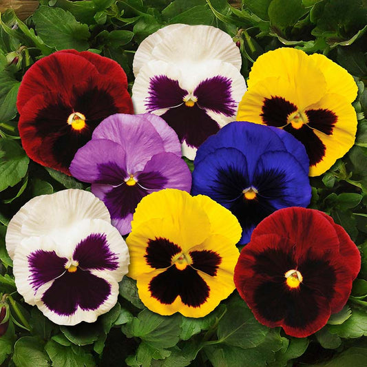 Pansy Blotch Mix - 4.5"