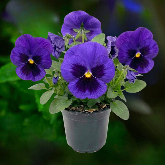 Pansy Blue Blotch- 6"