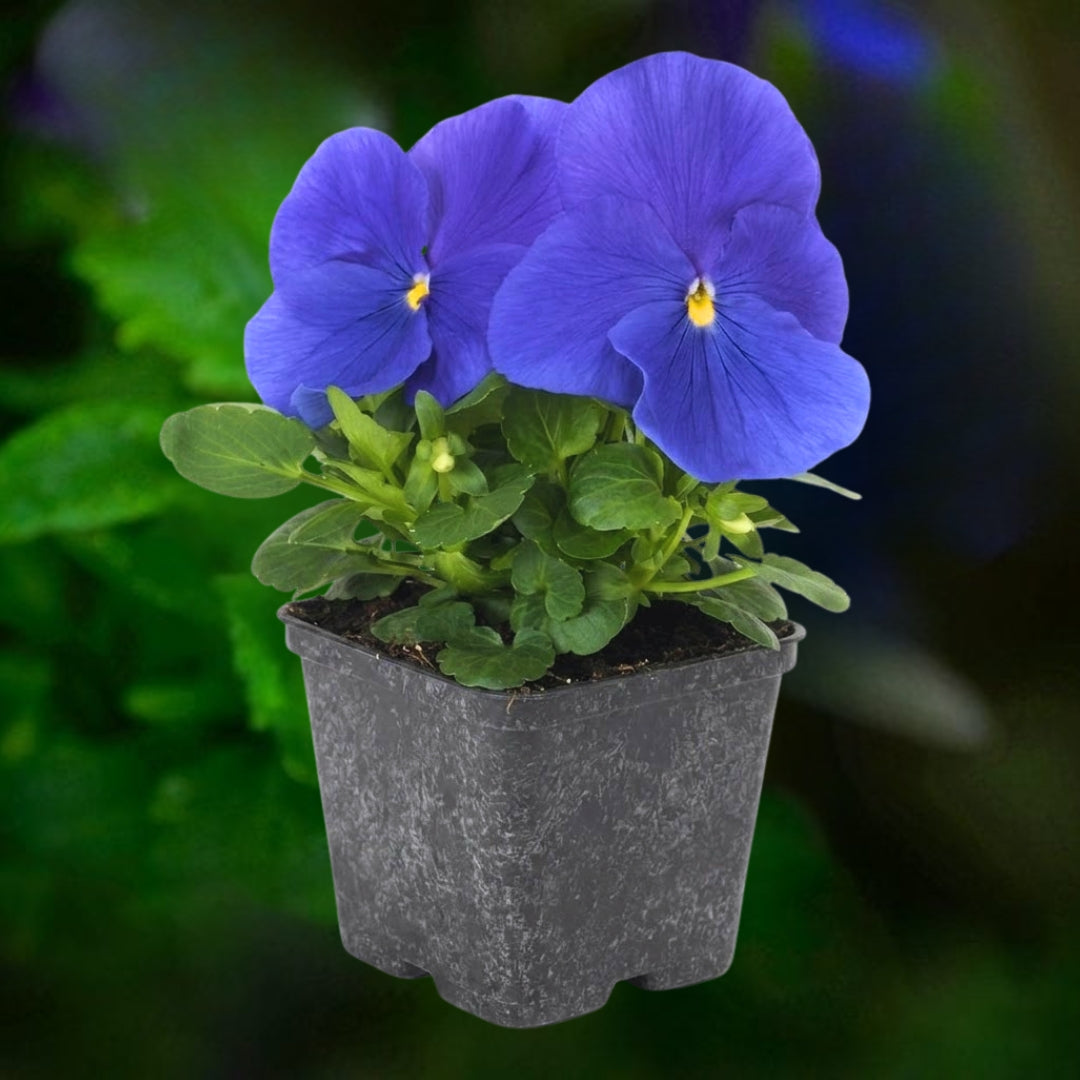 Pansy True Blue - 4.5"